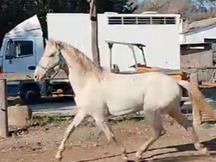 caballo árabe ruano azul